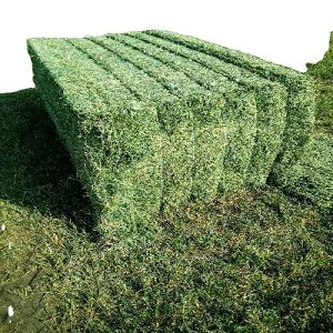 Animal feed / Alfalfa Hay