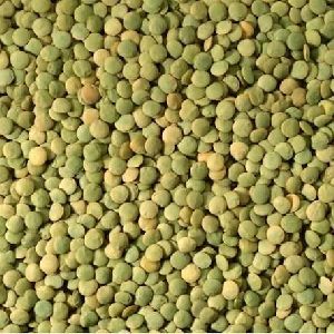 High quality green lentil