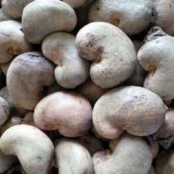 w210 raw shell cashew nuts