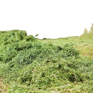 animal feeding stuff alfalfa hay