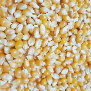 popcorn maize