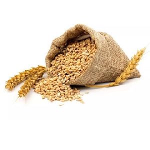 wheat seeds