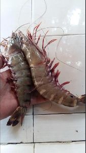 Tiger prawns 8-12 inches
