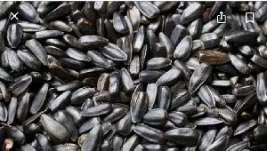 Sunflower Seed for oil Extraction