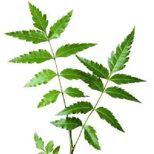 natural neem leaves