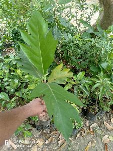 Bread Fruit Plant