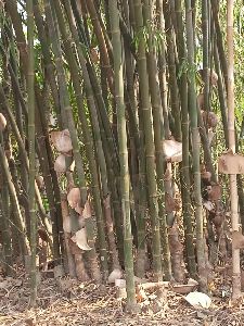 bambusa balcooa plant