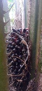 Oil Palm Seeds