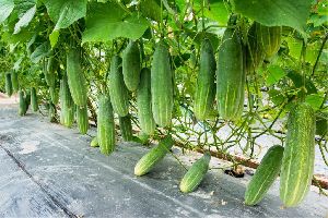 fresh cucumber