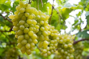 fresh green grapes