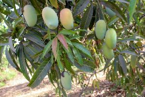 Fresh Kesar Mango