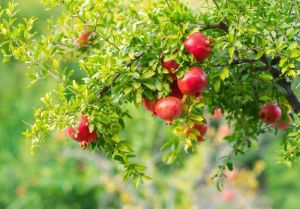 Fresh Pomegranate