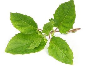 Basil Dry Leaf