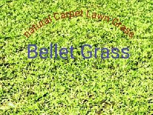 Natural Ballet Lawn Grass