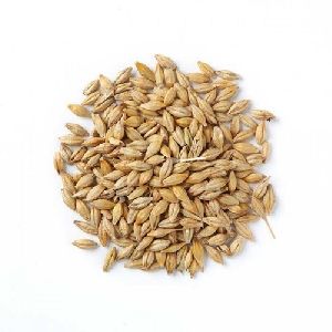 barley seeds