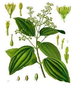 Ajwain Herbal Plant