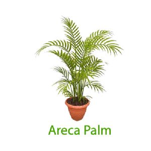 areca palm plant