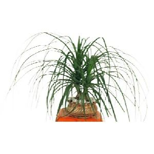 Ponytail Palm Plant