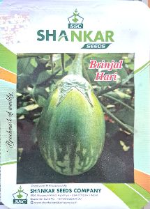 Brinjal Hari Seeds
