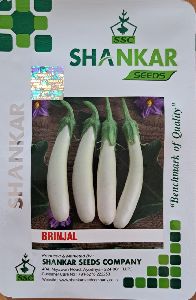 White Brinjal Seeds