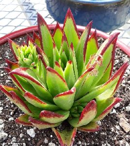 Echeveria Agavoides Lipstick Plant