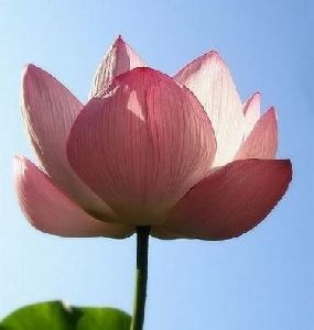 Fresh Lotus Flower