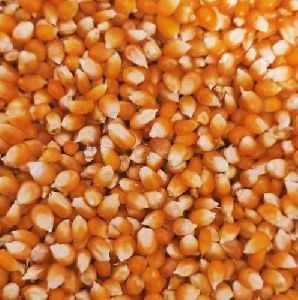 Orange Popcorn Seeds
