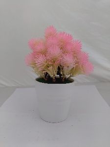 alcyonacea flowers