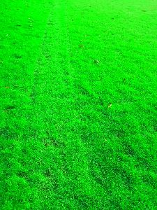 Selection No 1 Carpet Grass