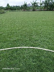Maxcican grass