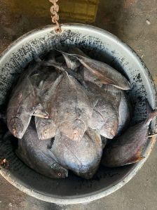 Diamond Black Pomfret Fish, For Cooking, Food, Human Consumption, Style : Fresh