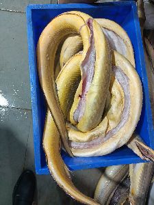 eel fish
