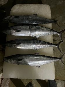 King Fish (Surmai)