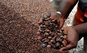 cocoa products