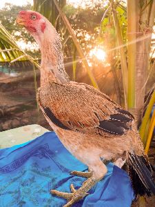 Parrot Beak Long Tail Aseel Chicken