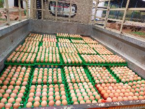 farm fresh eggs