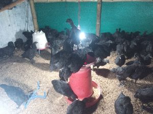 kadaknath chicks available