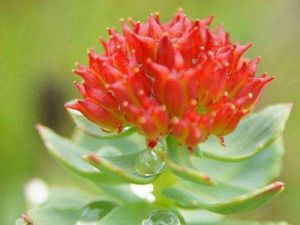 Rhodiola Rosea Extract