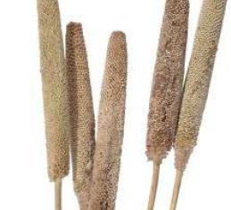 Babala Sticks