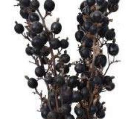 Dried Black Berries Bunch