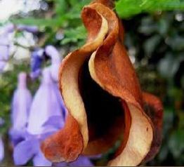 Dried Jacaranda Pods