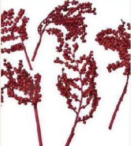 Dried Red Canella Berries