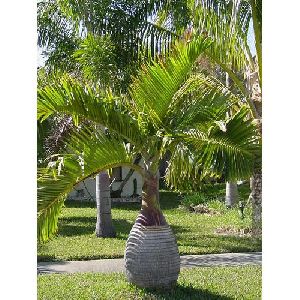 Bottle Palm Tree
