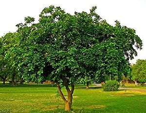 Karanja Tree
