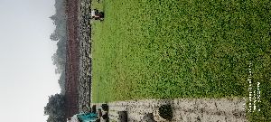 Lawn carpet grass