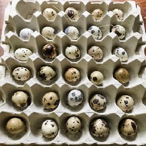 japanese quail eggs