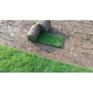 Natural Mexican grass 13 rs square feet