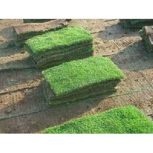 Natural Mexican grass 14 rs square feet