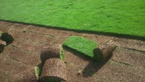 Natural Mexican grass 15 rs square feet