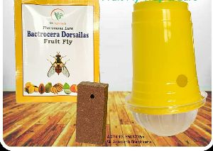 bactrocera dorsailes fruit fly pheromone trap